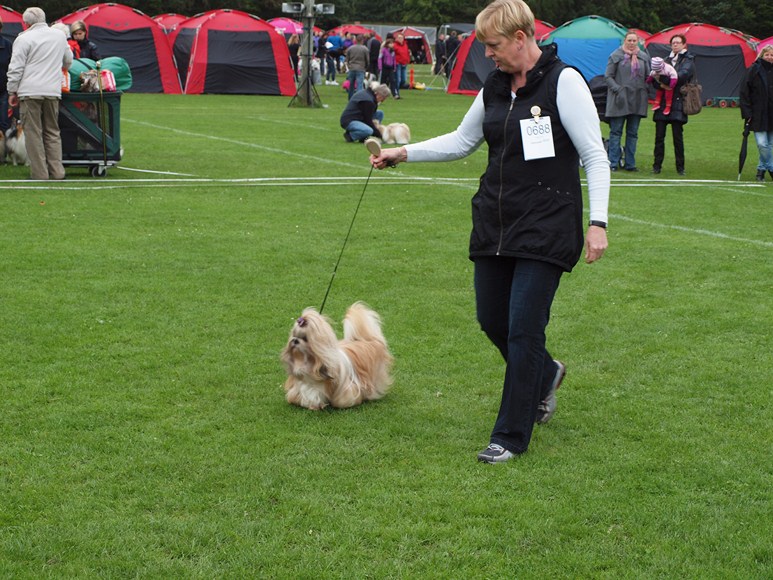 Shih Tzu Danmark